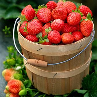 速冻草莓/速冻黄桃-山东速冻农产品加工厂