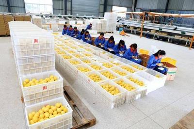 “安岳柠檬”获欧盟保护 联手重庆共建中国柠檬“金三角”